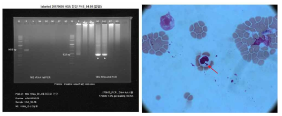 아나플라즈마 nested PCR 및 도말검사 결과