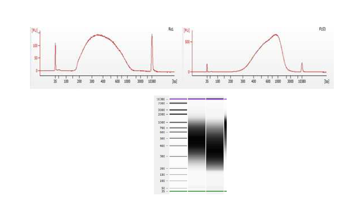 Miseq분석을 위한 gDNA library QC(Expert 2100, Electropherogram)결과