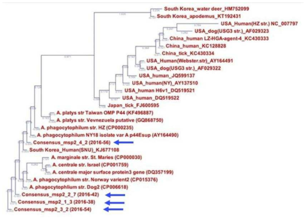 Phylogenetic tree constructed using Jukes-Cantor/Neighbor joining methods based on msp2/p44 sequences of A. phagocytophilum