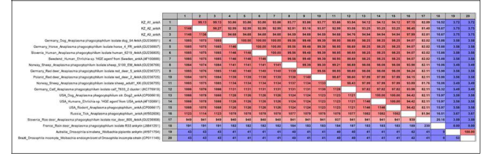 Anaplasma phagocytopohilum ankA 유전자 염기서열 비교