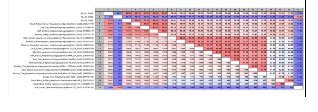 Anaplasma phagocytopohilum GroEL 유전자 염기서열 비교