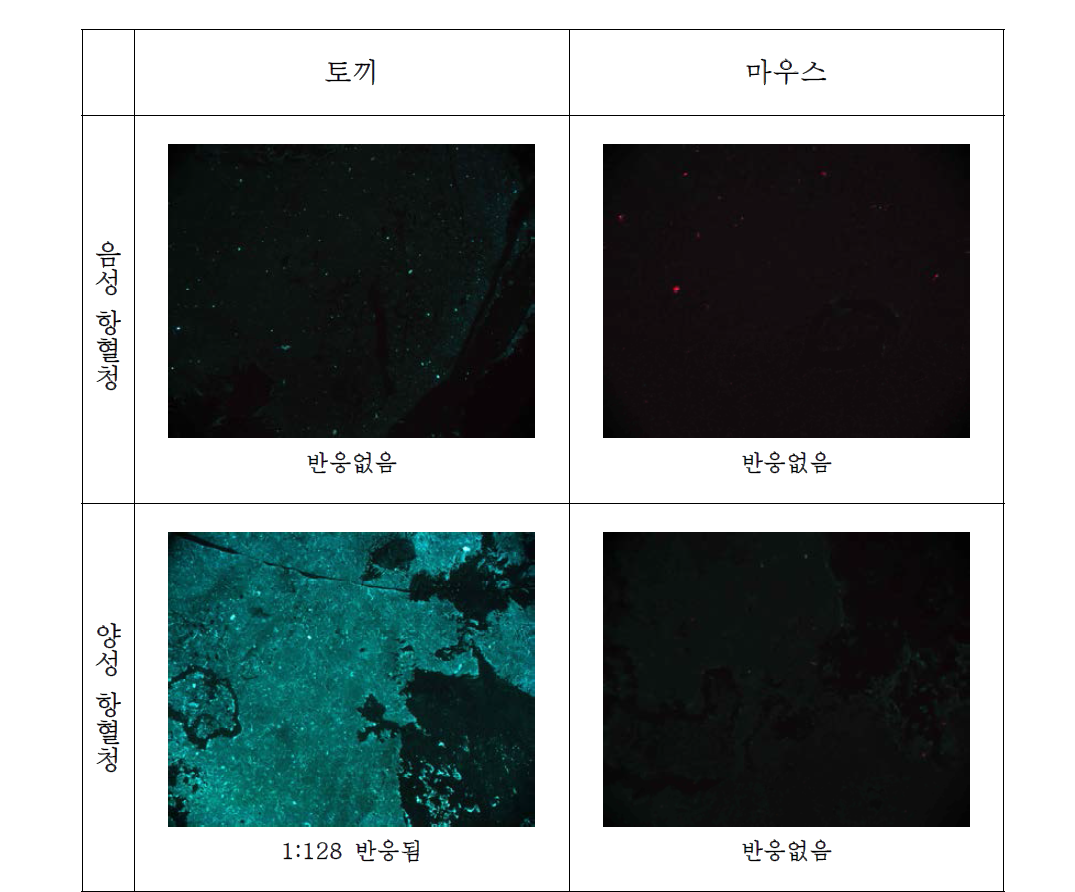 라임병 검출용 항원슬라이드(자체제작)를 이용한 IFA