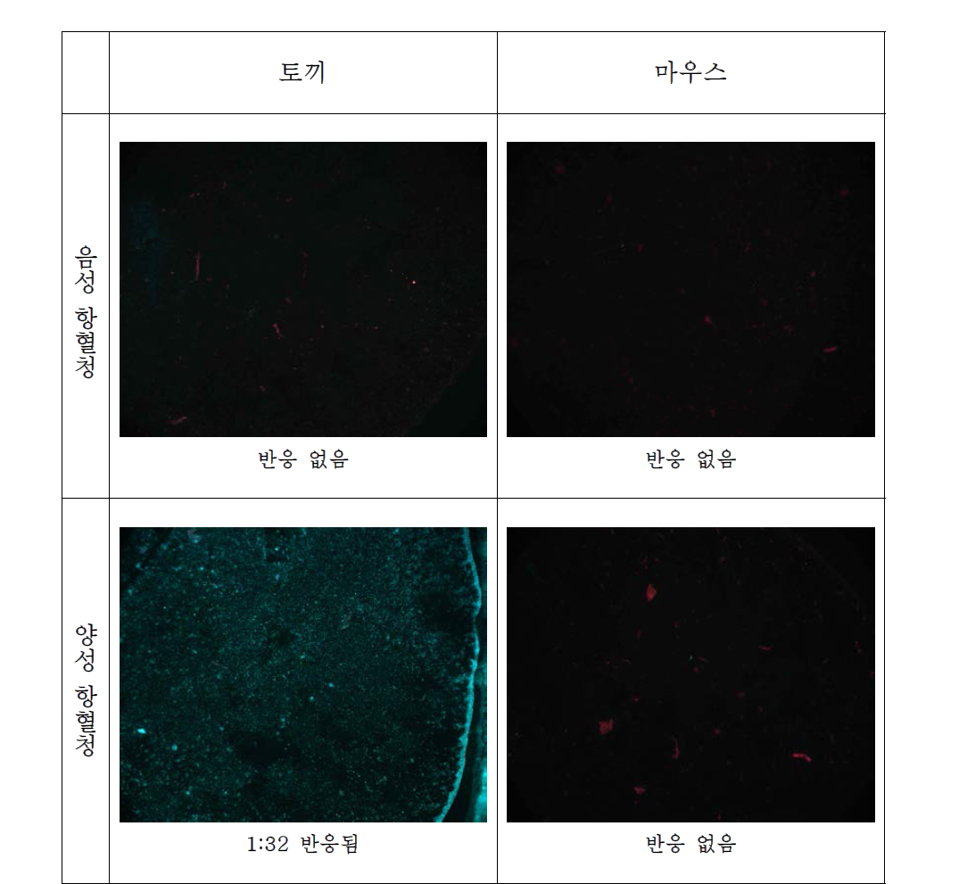 쯔쯔가무시 검출용 항원슬라이드(자체제작)를 이용한 IFA