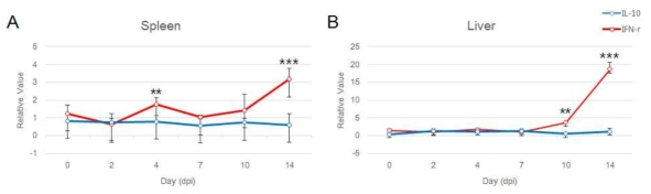 A. phagocytophilum KZ-A1 감염된 C57BL/6 마우스의 비장 및 간 조직 내 IFN-γ 및 IL-10 발현양 변화