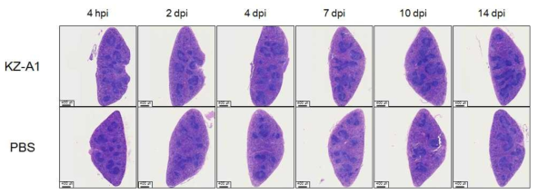 A. phagocytophilum KZ-A1 감염된 C57BL/6 마우스의 비장 H&E 염색 결과