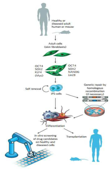 iPS세포를 이용한 실용화 (Induced pluripotent stem cells and transplantation therapy (R Passier, LWv Laake, CL Mummery, Nature 453, 322(2008)에서 발췌)