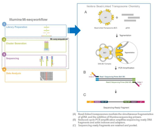 Whole genome sequence workflow using Miseq platform