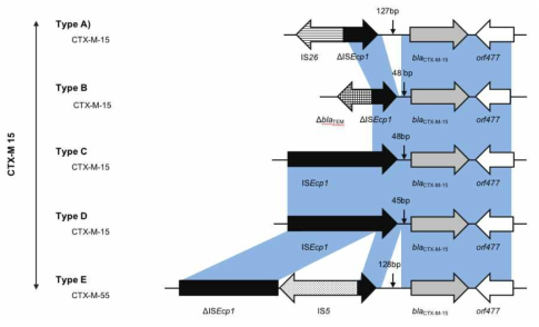 Genetic molecular scheme of blaCTX-M-15 gene