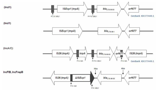 Schematic representation of the genetic environments surrounding the ISEcp1-related blaCTX-M gene in Inc plasmids