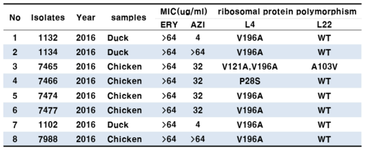 Ribosomal mutation of Macrolides resistant C. jejuni isolated from from food