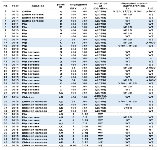 Ribosomal mutation of Macrolides resistant C. jejuni isolated from from livestock