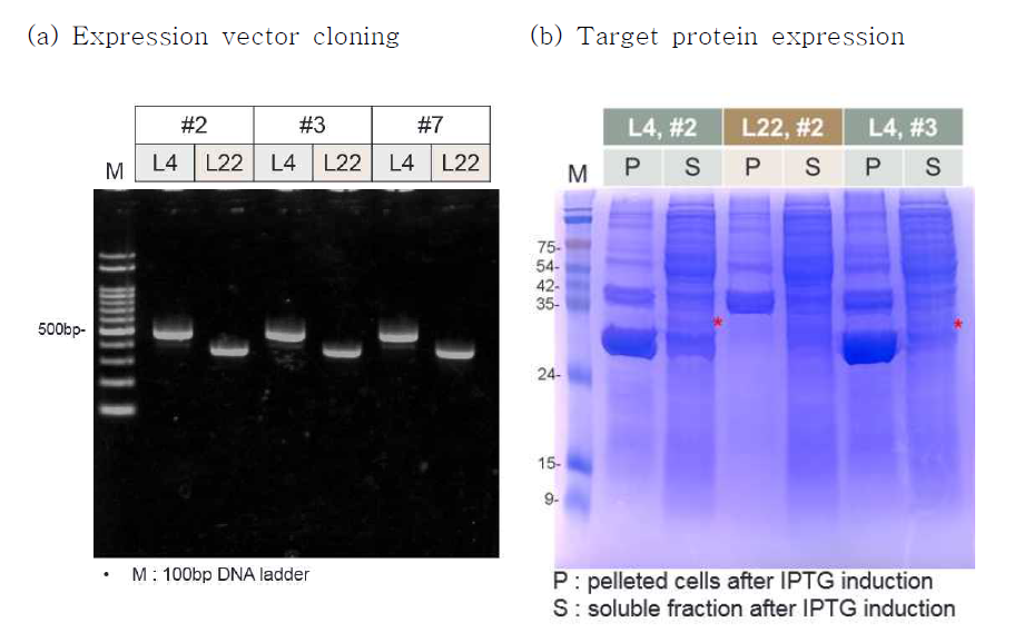 Molecular cloning and protein purification of L4, L22 ribosomal protein