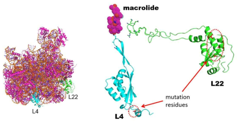 Overall structure of 50S ribosomal subunit and Close-up view of the macrolide binding site