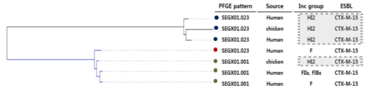 By Whole genome sequencing analysis, comparison of CTX-resistant S. Enteritidis producing ESBL isolated from animal and human