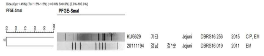 Comparison of PFGE type between Macrolide resistant human and foodborne C. jejuni