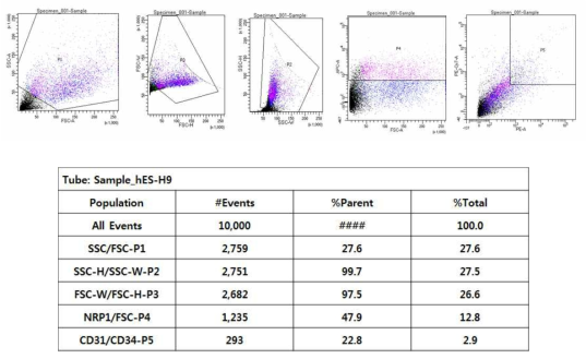 인간 배아줄기세포 (hESC-H9)에서 NRP-1, CD31 및 CD34를 이용하여 혈관내피전구세포 분화 효율