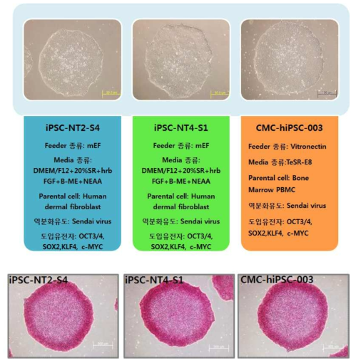 전분화능 줄기세포주 확보 및 확보한 전분화능 줄기세포의 AP염색 결과