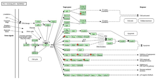 C1 패턴에 속하는 유전자 중 P53 signaling pathway 관련 유전자