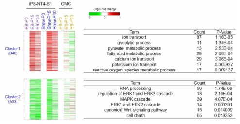 iPS-NT4-S1 세포주 특이적 발현 변화를 보이는 유전자 cluster