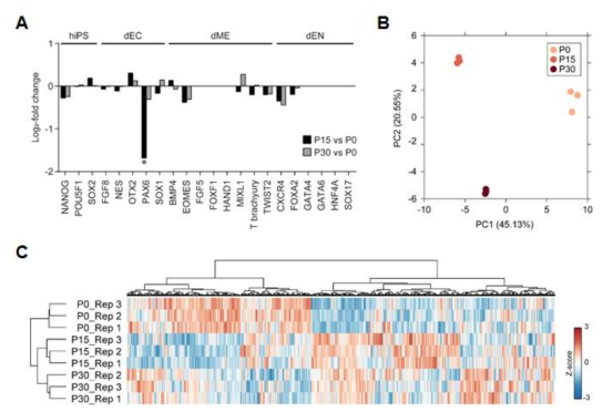 A. iPSC-NT4 계대별 마커유전자의 발현비교, B. 계대별 Principal Component Analysis (PCA), C. 계대별 heatmap analysis