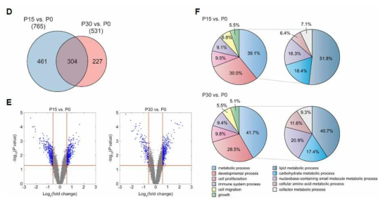 장기계대 배양에 따른 DEG 유전자군 선별. D.iPSC-NT4의 P15/P0와 P30/P0간 DEG Venn diagram (2 fold up/down genes), E. P15/P0와 P30/P0간 volcano plot. F. P15/P0와 P30/P0간 Gene ontology (GO)