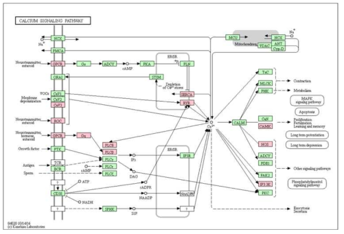 Calcium signaling pathway