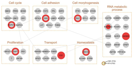 iPS 장기배양 연관 SNVs 네트워크 모델 (붉은색: 각 세포주의 P30에서 SNVs가 발견된 유전자)