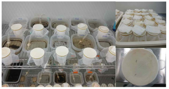모기의 유충(알)을 항온항습조건에서 성충자원으로 확보