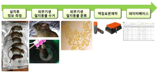 포획한 야생 설치류로부터 털진드기의 자원화 과정