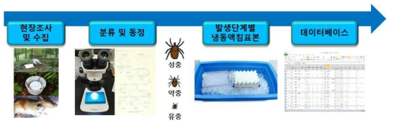 채집 및 수집된 참진드기의 표본자원화 과정