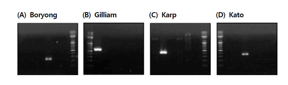 쯔쯔가무시증 유전형 특이유전자 primer의 증폭 확인. (A) Boryong, (B) Gilliam, (C) Karp, (D) Kato. Lane M: 100bp marker, lane 1: Gilliam, lane 2: Karp, lane 3: Kato, lane 4: Boryong, lane 5: human DNA, lane 6: DW