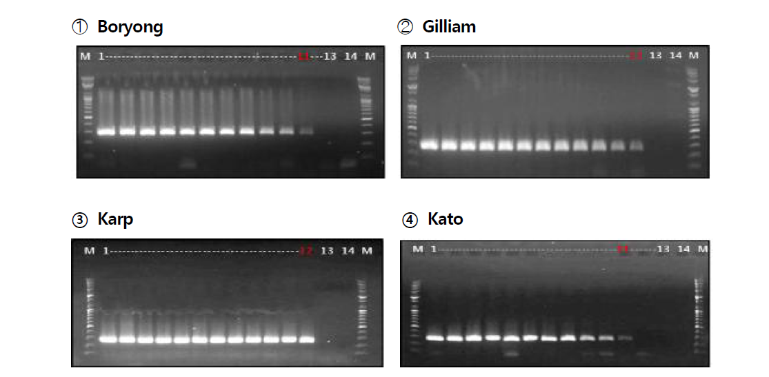 gDNA의 농도 희석에 따른 쯔쯔가무시증 종 특이유전자 primer의 증폭 확인. Lane M: 100bp marker, lane 1~12: Diluted 4종 병원체 (Boryong, Gilliam, Karp, Kato) gDNA, lane 13: DW, lane 14: negative control DNA