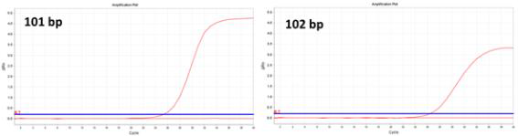 Boryong specific primer/probe의 확인