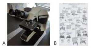 (A) 광학 현미경, (B) 털진드기 분류 key