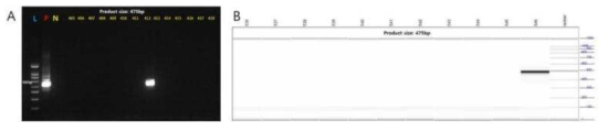 전기영동 양성 band 확인 (A) 3% agarose gel을 이용한 전기영동, (B) 전자동전기영동장치