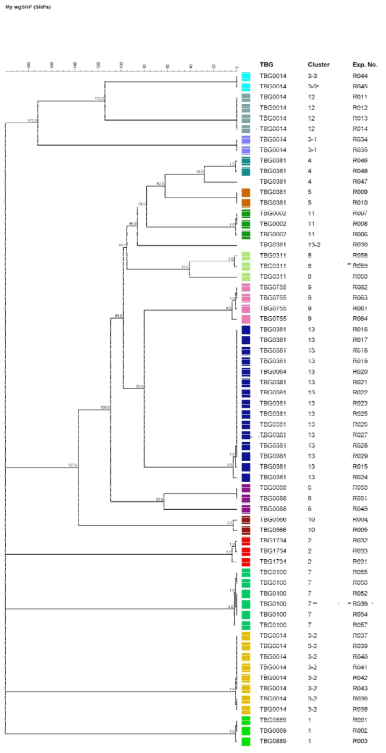 wgSNP 결과를 통한 phylogenetic tree