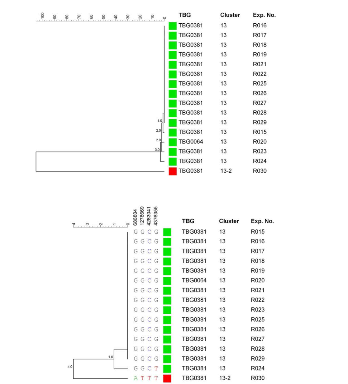 Cluster 13에 대한 wgSNP와 targeted sequencing 분석 결과 phylogenetic tree 비교