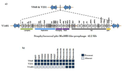 ST72 균주들의 유전자 유무 비교