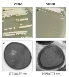 Vancomycin 내성균의 형태학적 특징. TSA 배양된 colony (a, b), 전자현미경사진 (c, d)