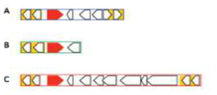 Structures of Tn2006 (A), Tn2008 (B), and Tn2009 (C). Yellow box, ISAba1; red arrow, blaOXA-23