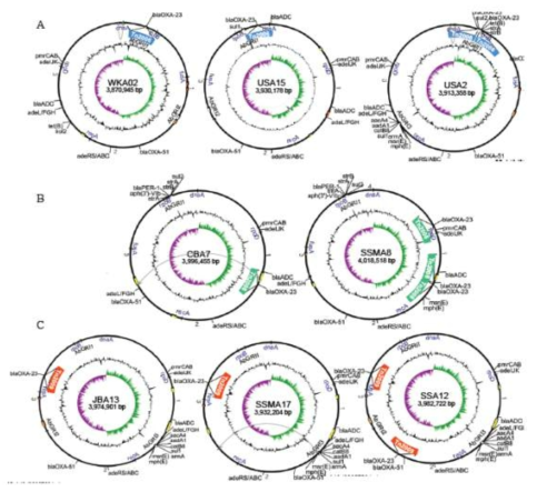 Chromosome of A. baumannii strains harboring blaOXA-23 associated with Tn2006 (A), Tn2008 (B), and Tn2009 (C). Outer circle of the black solid line, chromosome; circle in the middle, GC contents; inner circle, GC skew; blue box, Tn2006; green box, Tn2008; red box, Tn2009; house keeping gene in blue lettering;broken arrow; chromosome conversion, black resistance genes