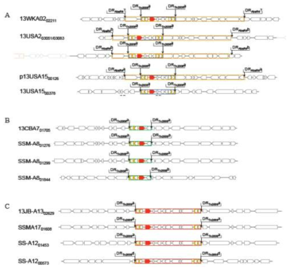 Integration sites of the blaOXA-23 associated Tn2006 (A), Tn2008 (B), and Tn2009 (C). Yellow open box, Tn2006; green open box, Tn2008; and red open box, Tn2009