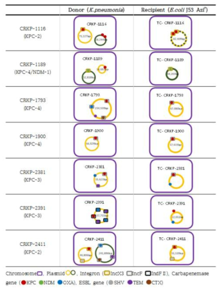 각 균주별 카바페넴 내성유전자 이동 경로