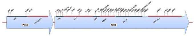 Colistin 내성 A. baumannii PmrA/PmrB two-component system domain 내 아미노산 변이 위치 (Abiola O. Olaitan, 2014)