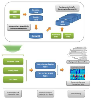 NCBI에 등록된 genome sequence을 다운받아 비교유전체 분석을 하는 모식도