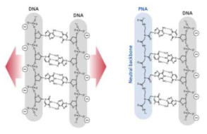 DNA와 PNA 결합력 비교