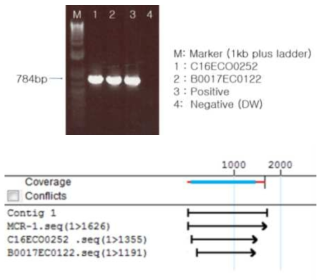 PCR 및 sequencing을 통한 mcr-1 유전자 확인
