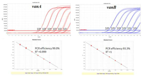 vanA 및 vanB 유전자 증폭 효율