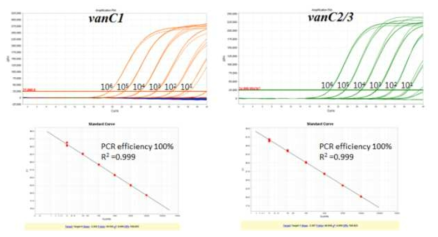 vanC1 및 vanC2/3 유전자 증폭 효율
