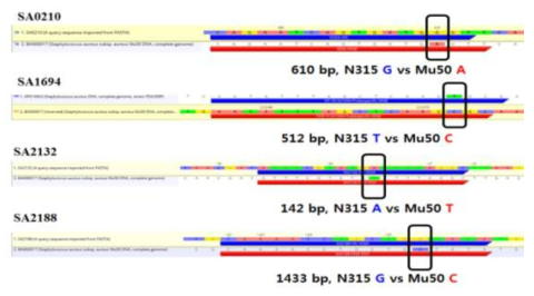 Genome에서 SNPs 위치 표시 (S. aureus N315 기준으로 작성)